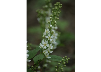 Echt-Traubenkirsche (Prunus padus) - © Emanuel Trummer